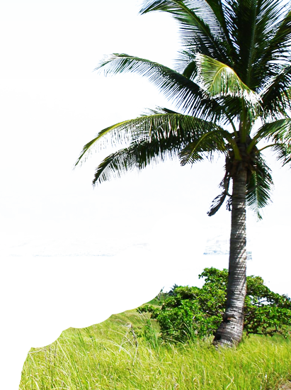 right palm tree